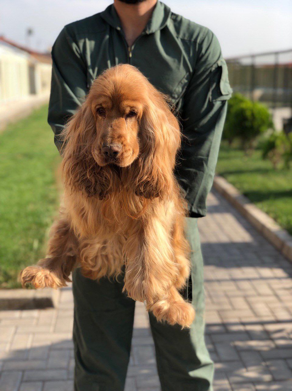 مولد نژاد انگلیش کوکر اسپانیل یاشیل